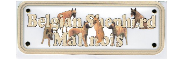 Belgian Shepherd Mallinois